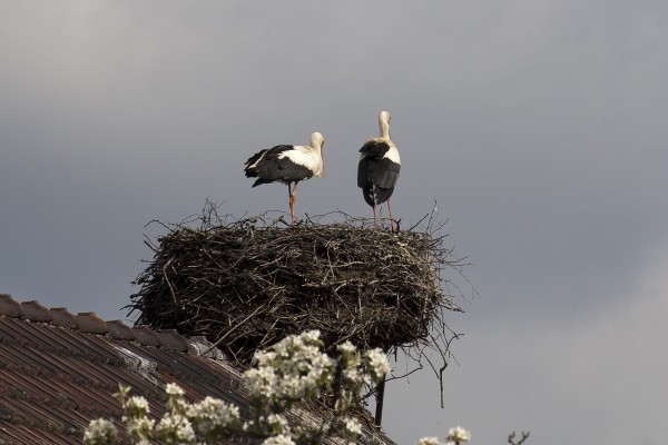 bild 1 - (c) r pattke.jpg